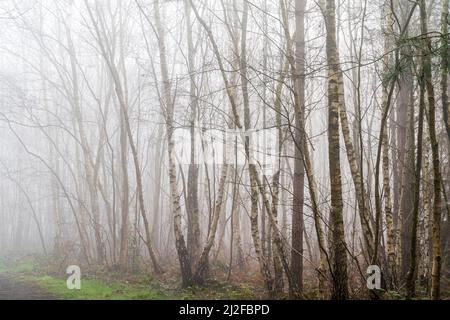 Forest path leading past birch trees in the early spring time before the leaves return. Strong mist giving the picture an atmospheric feel. Stock Photo