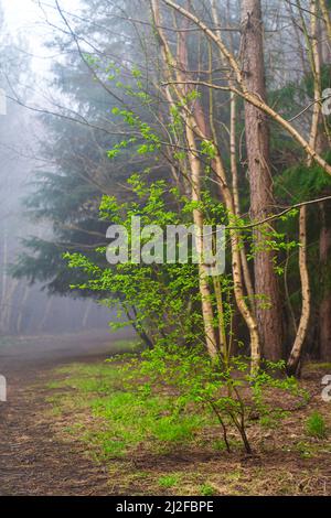 A young green tree shining in the precipitation in the foreground with background of a path running through birch and coniferous forest on a misty day Stock Photo