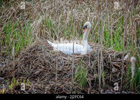Close up of mute swan on nest in bed of reeds Stock Photo