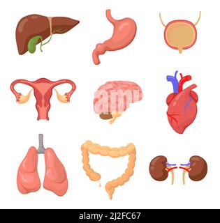 Human organs set, Liver, stomach, brain, uterus, heart, lungs, bowel, kidneys isolated on white. Vector illustration for body, anatomy, education conc Stock Vector