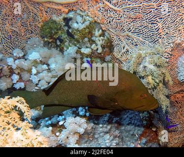 A Redmouth Grouper (Aethaloperca rogaa) in the Red Sea, Egypt Stock Photo