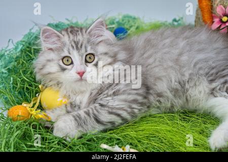 Siberian cat in the grass with Easter eggs Stock Photo