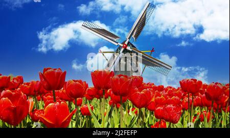 View on typical red tulip field with one traditional old wooden typical dutch windmill against blue sky with fluffy cumulus clouds against blue spring Stock Photo