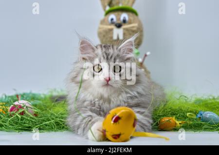 Siberian cat in the grass with Easter eggs Stock Photo