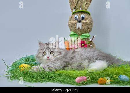 Siberian cat in the grass with Easter eggs Stock Photo