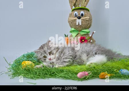 Siberian cat in the grass with Easter eggs Stock Photo