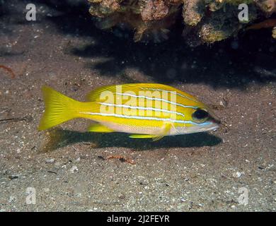 A Five-lined Snapper (Lutjanus quinquelineatus) in the Red Sea, Egypt Stock Photo