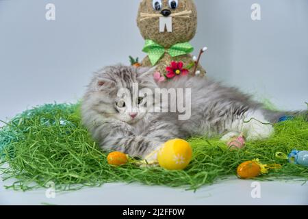 Siberian cat in the grass with Easter eggs Stock Photo