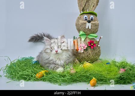 Siberian cat in the grass with Easter eggs Stock Photo