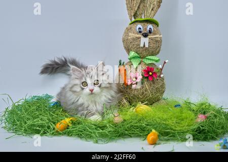 Siberian cat in the grass with Easter eggs Stock Photo