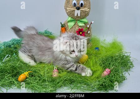 Siberian cat in the grass with Easter eggs Stock Photo