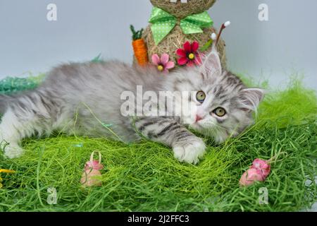 Siberian cat in the grass with Easter eggs Stock Photo