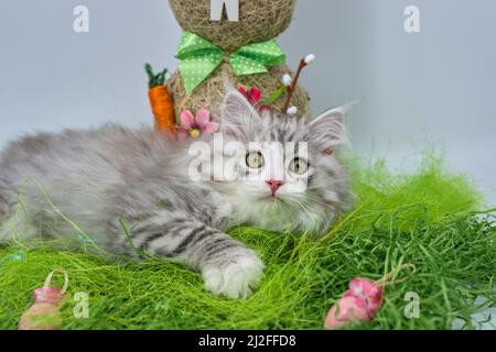 Siberian cat in the grass with Easter eggs Stock Photo