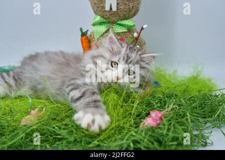 Siberian cat in the grass with Easter eggs Stock Photo