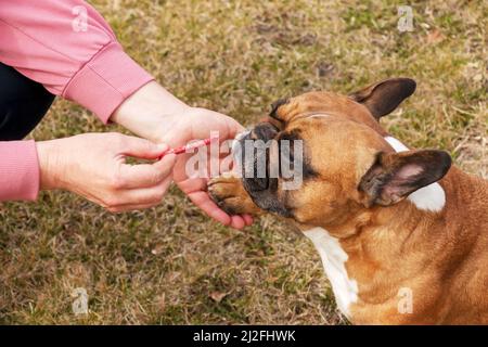 The woman's owner's hand feeds a piece of sausage to a female French bulldog. Training, behavior and education concept. Stock Photo