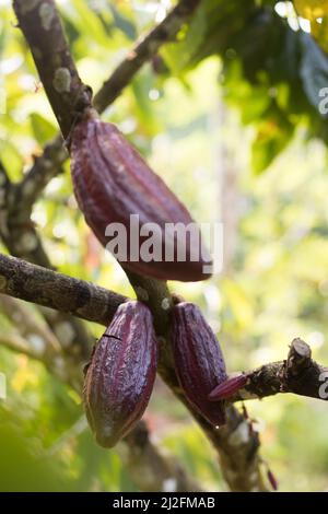 Cocoa bean pods hanging from a tree and ripe for harvest - Mamuju Regency, Sulawesi Island, Indonesia, Asia. Stock Photo