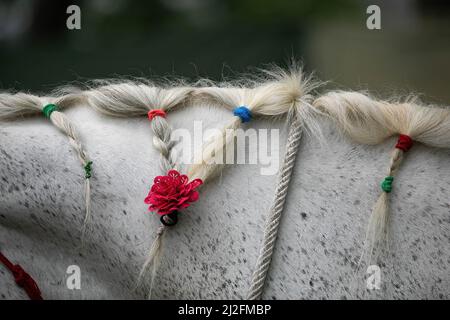 Kathmandu, Nepal. 01st Apr, 2022. A decorated Nepalese Army's trained horse seen during the 'Ghodejatra' Horse Race festival. The 'Ghode Jatra' is an annual horse festival celebrated on the Nepal Cavalry grounds in Kathmandu, which marks the defeat of a Hindu demon. Credit: SOPA Images Limited/Alamy Live News Stock Photo