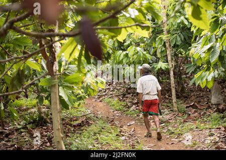 Male cocoa farmer harvesting and pruning his cocoa trees and pods in Mamuju Regency, Sulawesi Island, Indonesia, Asia. Stock Photo