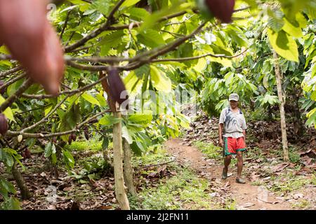 Male cocoa farmer harvesting and pruning his cocoa trees and pods in Mamuju Regency, Sulawesi Island, Indonesia, Asia. Stock Photo