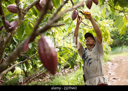 Male cocoa farmer harvesting and pruning his cocoa trees and pods in Mamuju Regency, Sulawesi Island, Indonesia, Asia. Stock Photo