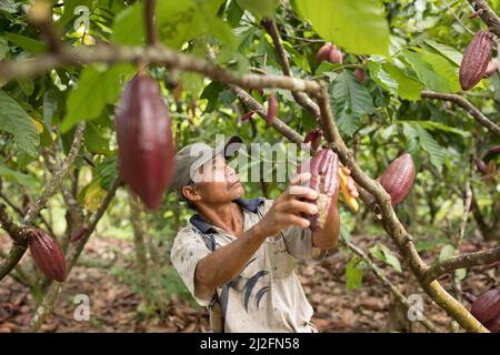 Male cocoa farmer harvesting and pruning his cocoa trees and pods in Mamuju Regency, Sulawesi Island, Indonesia, Asia. Stock Photo