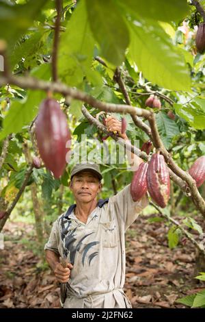 Male cocoa farmer harvesting and pruning his cocoa trees and pods in Mamuju Regency, Sulawesi Island, Indonesia, Asia. Stock Photo