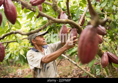 Male cocoa farmer harvesting and pruning his cocoa trees and pods in Mamuju Regency, Sulawesi Island, Indonesia, Asia. Stock Photo