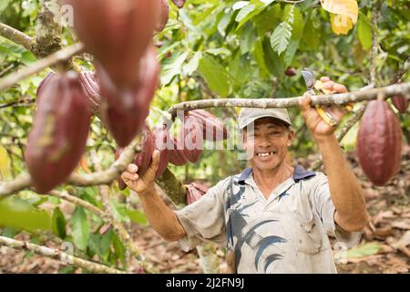 Male cocoa farmer harvesting and pruning his cocoa trees and pods in Mamuju Regency, Sulawesi Island, Indonesia, Asia. Stock Photo