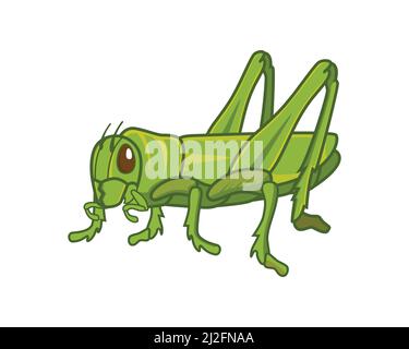 Detailed Standing Green Grasshopper Illustration Vector Stock Vector