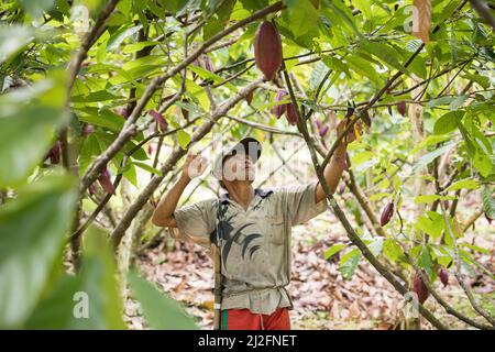 Male cocoa farmer harvesting and pruning his cocoa trees and pods in Mamuju Regency, Sulawesi Island, Indonesia, Asia. Stock Photo