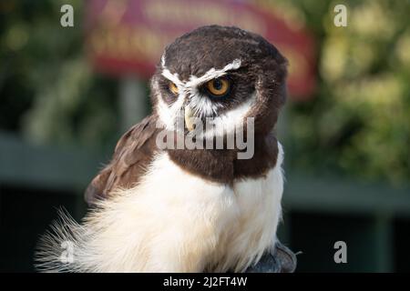 Spectacled Owl (Pulsatrix perspicillata) at the Screech Owl sanctuary, Cornwall, UK. Stock Photo