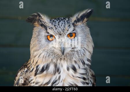 Eurasian eagle-owl (Bubo bubo) or Uhu, at the Screech Owl Sanctuary, Cornwall, UK. Stock Photo