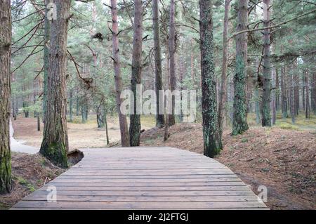Wooden passage among trees in fir tree forest Stock Photo