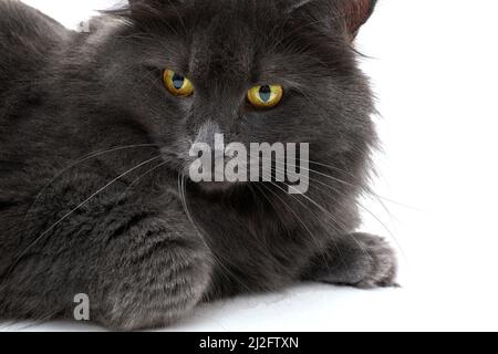 Portrait of the gray cat Nibelung close-up isolated on a white background. The cat lies with its paw tucked under itself Stock Photo