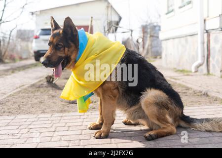German Shepherd with the flag of Ukraine. Stock Photo