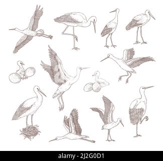 Set of different storks  flat vector illustration. Hand drawn sketches of baby birds, eggs, nests and storks in different poses in white background. B Stock Vector