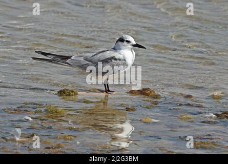 Whiskered Tern (Chlidonias hybrida hybrida) winter plumage adult standing in shallow water Oman          December Stock Photo