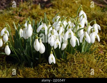 Schneegloeckchen, Galanthus nivalis, ist eine Blume die im Winter blueht und eine wichtige Heilpflanze. Snowdrop, Galanthus nivalis, is a flower that Stock Photo