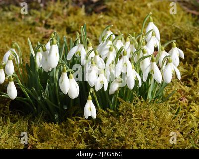 Schneegloeckchen, Galanthus nivalis, ist eine Blume die im Winter blueht und eine wichtige Heilpflanze. Snowdrop, Galanthus nivalis, is a flower that Stock Photo