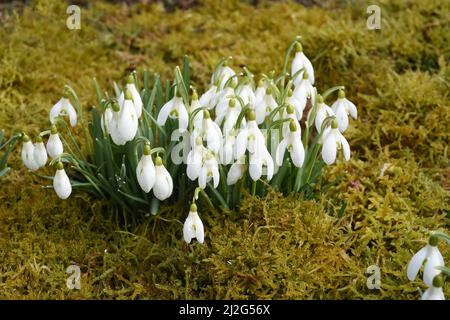 Schneegloeckchen, Galanthus nivalis, ist eine Blume die im Winter blueht und eine wichtige Heilpflanze. Snowdrop, Galanthus nivalis, is a flower that Stock Photo