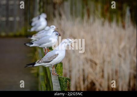 Black-headed gulls, chroicocephalus ridibundus, in winter plumage perched on fence posts Stock Photo