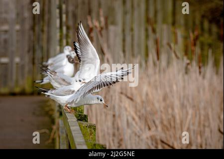 Black-headed gulls, chroicocephalus ridibundus, in winter plumage perched on fence posts Stock Photo