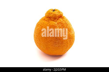 Single Sumo Orange Isolated on a White Background Stock Photo