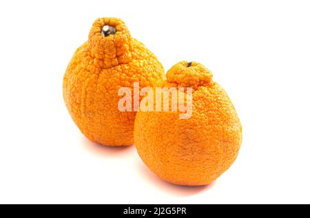 Pair of Sumo Oranges Isolated on a White Background Stock Photo