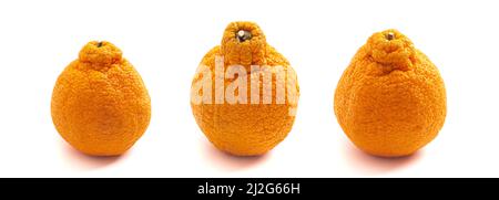 A Line of Three Sumo Oranges Isolated on a White Background Stock Photo