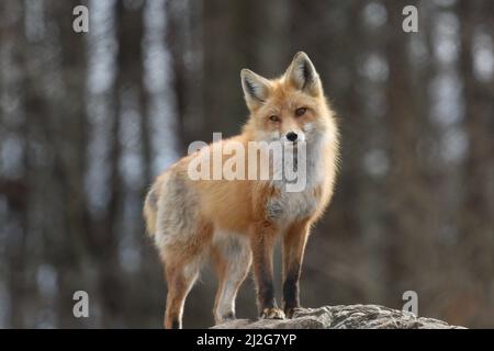 Red fox Vulpes vulpes in a natural setting Stock Photo