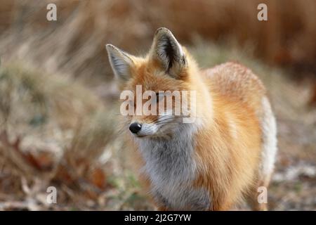 Red fox Vulpes vulpes in a natural setting Stock Photo