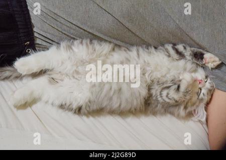 Siberian kitten lies in the armpit Stock Photo
