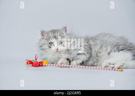 Cat and easter eggs Stock Photo