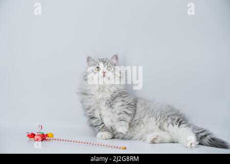 Cat and easter eggs Stock Photo